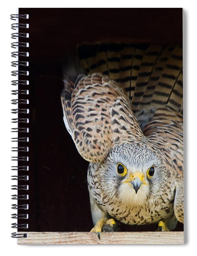Kestrel Spiral Notebook featuring the photograph Kestrel ready to go by Torbjorn Swenelius
