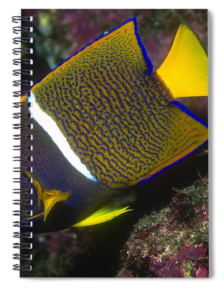 Angelfish Spiral Notebook featuring the photograph King Angelfish by Greg Ochocki
