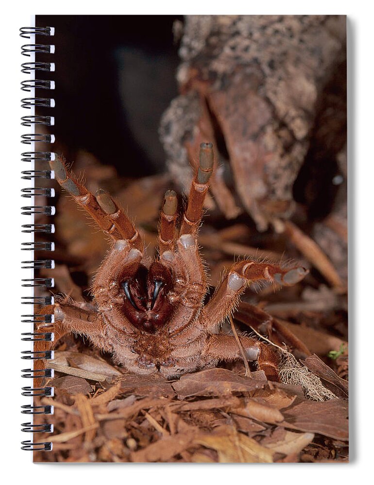 Africa Spiral Notebook featuring the photograph King Baboon Tarantula by Steve Cooper