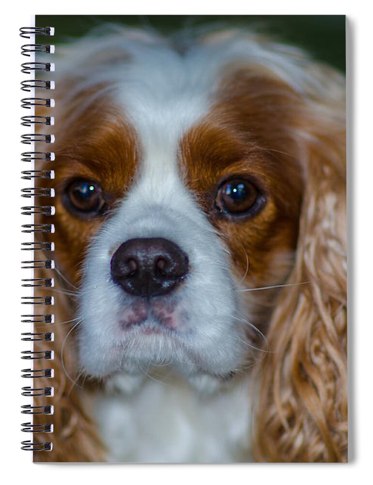 Cavalier King Charles Spaniel Spiral Notebook featuring the photograph King Charles by Dale Powell