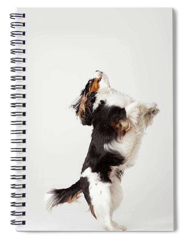 Pets Spiral Notebook featuring the photograph King Charles Terrier Standing On Hind by Compassionate Eye Foundation/david Leahy