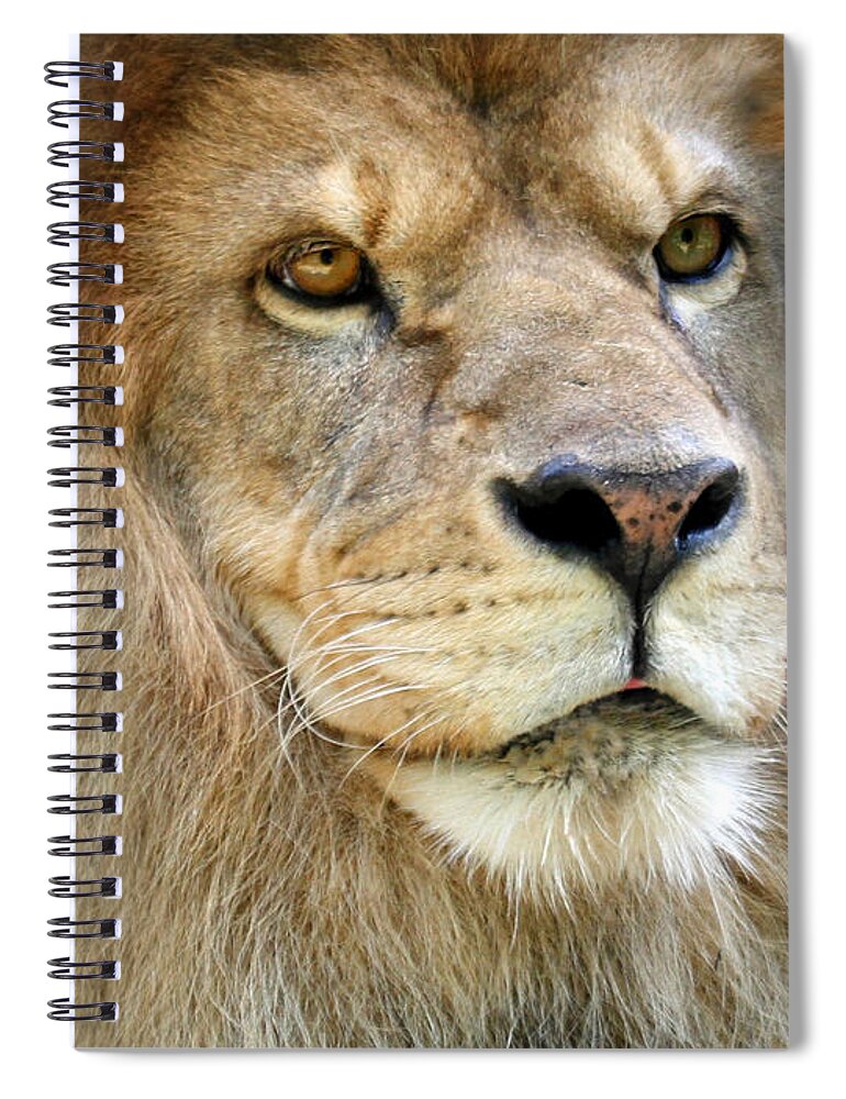 Lion Spiral Notebook featuring the photograph King of the Beasts by Jackson Pearson
