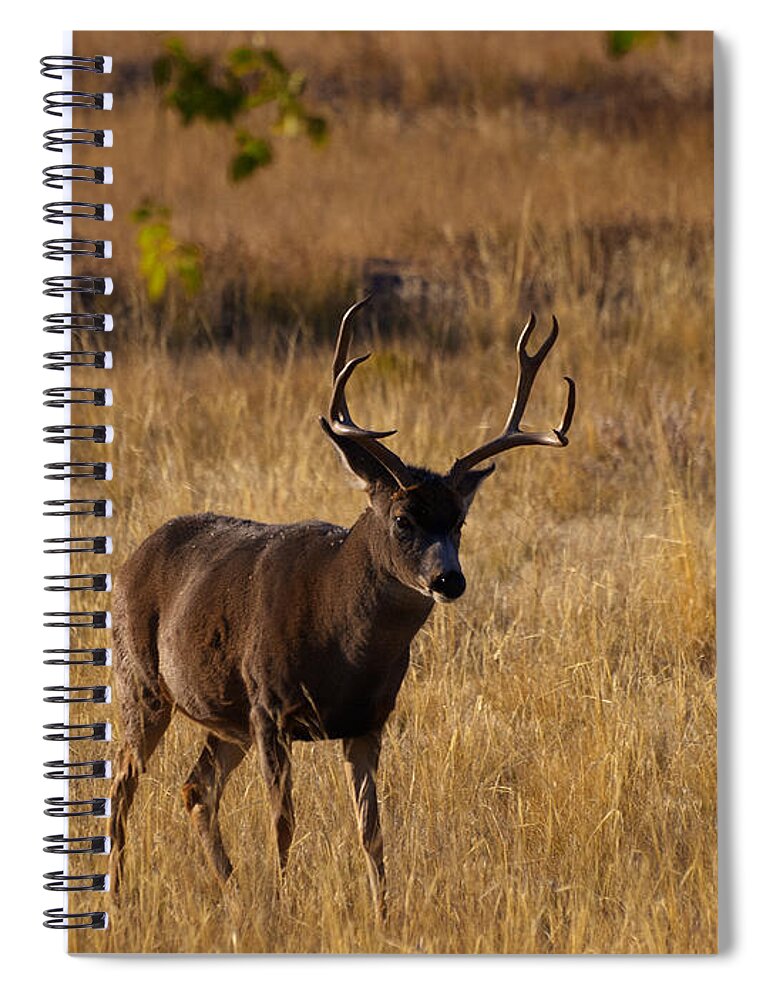 Mule Deer Spiral Notebook featuring the photograph King of the Yard by Joshua House
