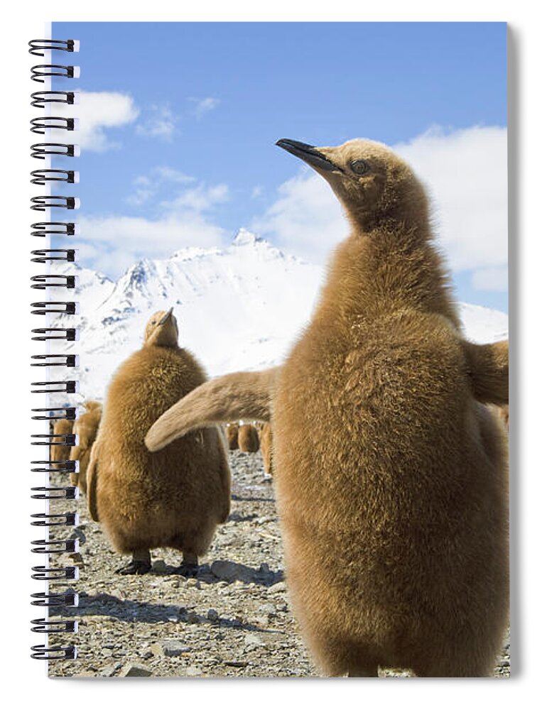 00345959 Spiral Notebook featuring the photograph King Penguin Chicks by Yva Momatiuk and John Eastcott