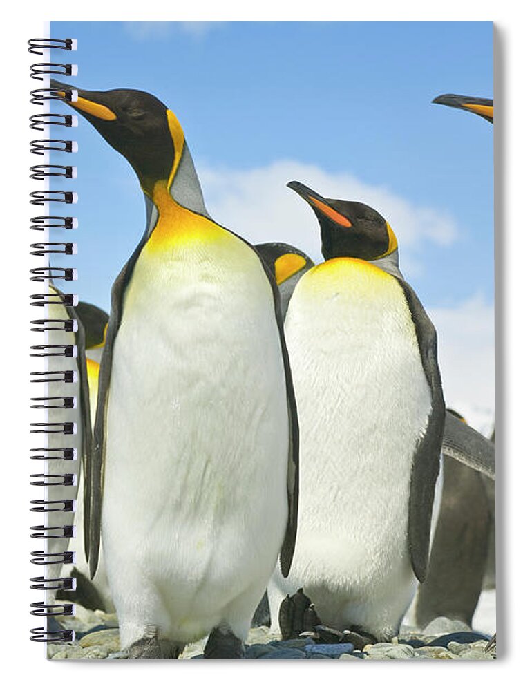 00345968 Spiral Notebook featuring the photograph King Penguins Looking by Yva Momatiuk John Eastcott