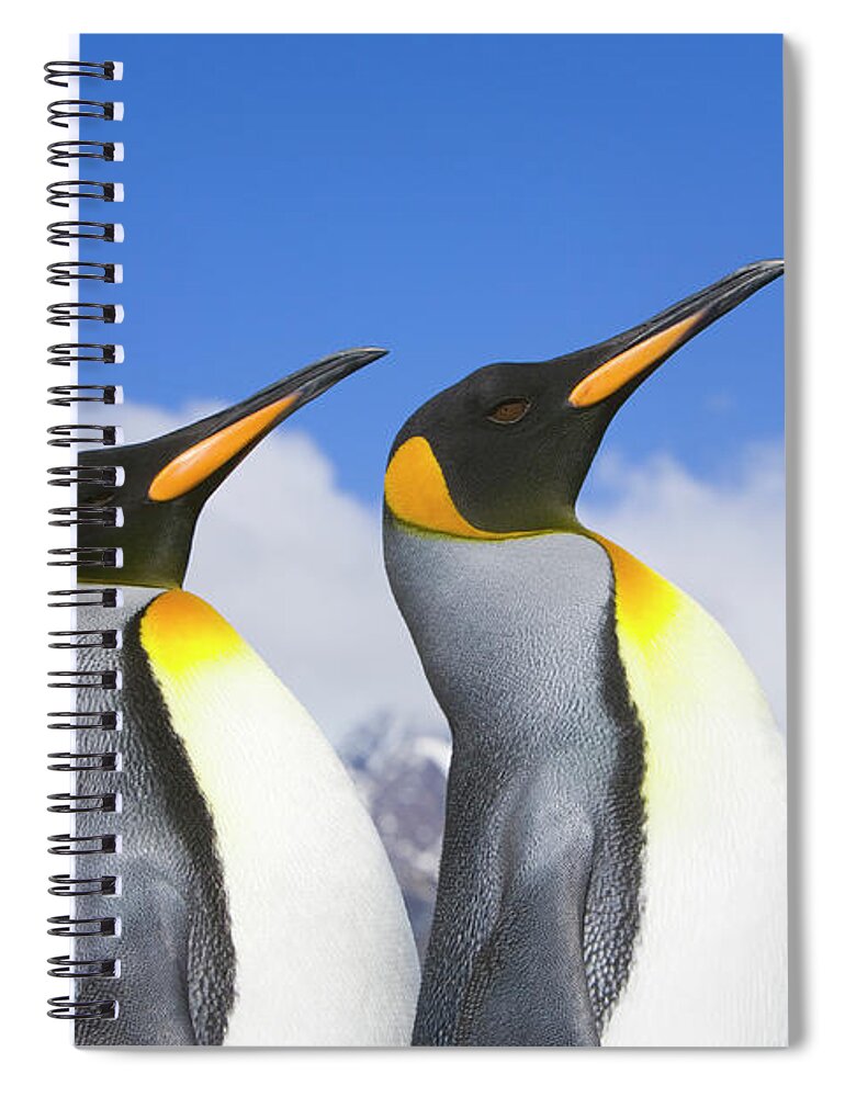 00345339 Spiral Notebook featuring the photograph King Penguin Duo by Yva Momatiuk John Eastcott