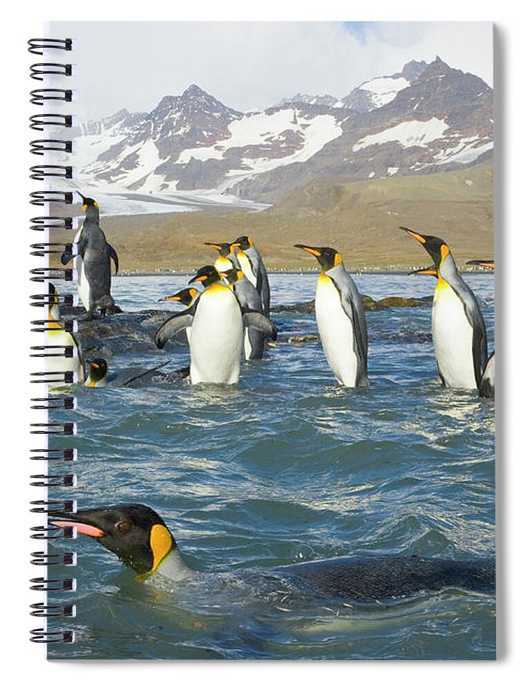 00345351 Spiral Notebook featuring the photograph King Penguins Swimming St Andrews Bay by Yva Momatiuk John Eastcott