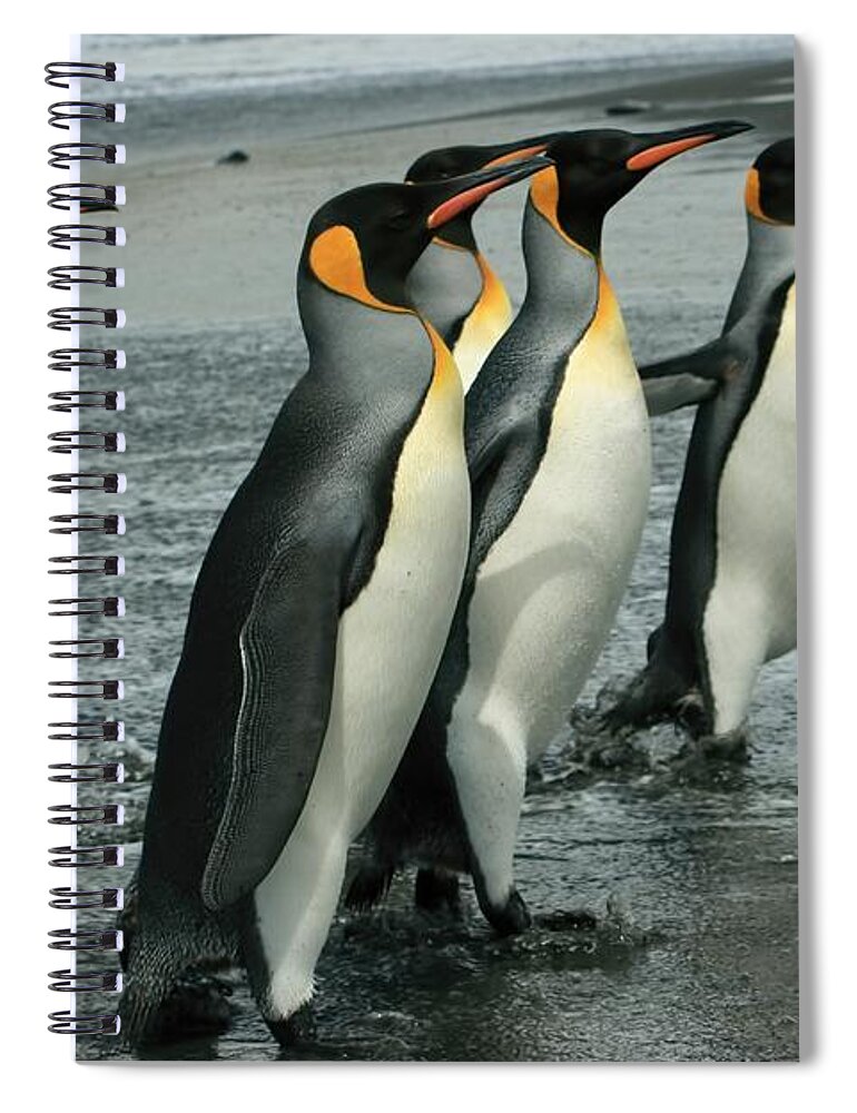 King Penguins Coming Ashore Spiral Notebook featuring the photograph King Penguins Coming Ashore by Amanda Stadther
