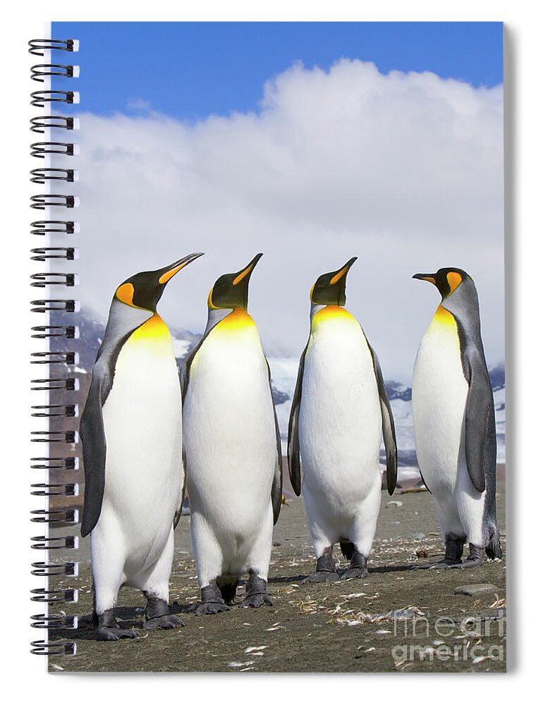 00345340 Spiral Notebook featuring the photograph King Penguins St Andrews Bay by Yva Momatiuk John Eastcott