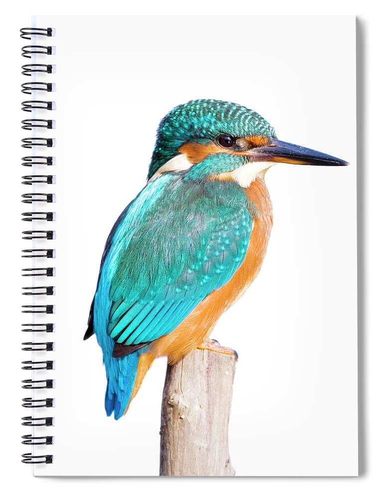 White Background Spiral Notebook featuring the photograph Kingfisher Alcedo Atthis by Andrew howe