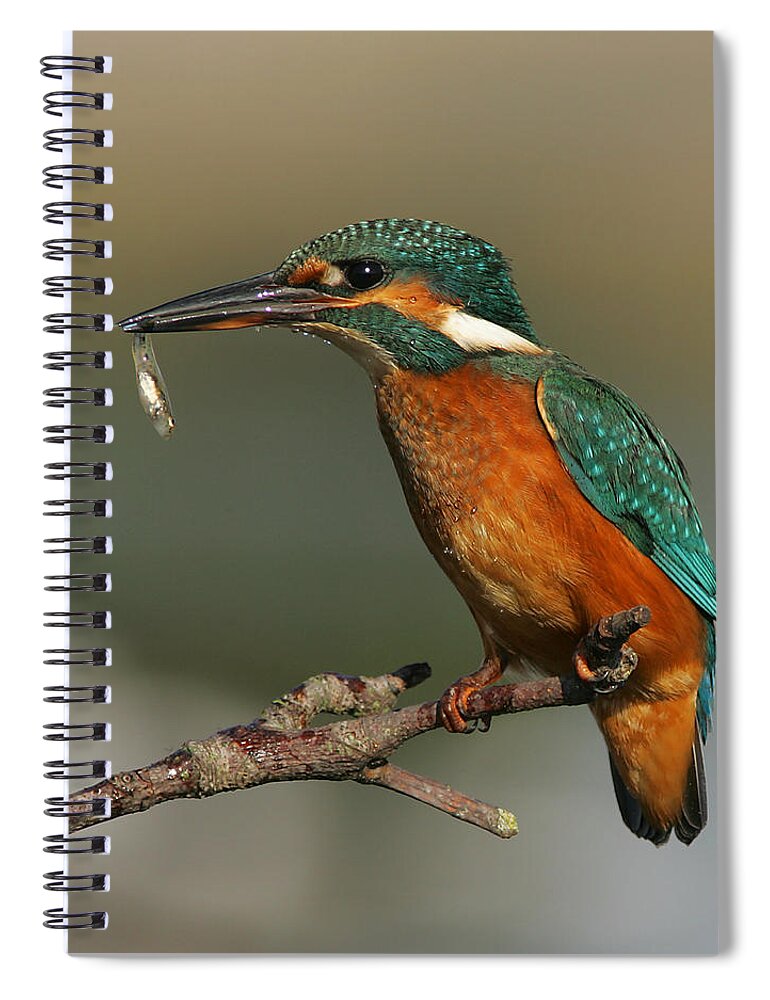 Kingfisher Spiral Notebook featuring the photograph Kingfisher2 by Tony Mills