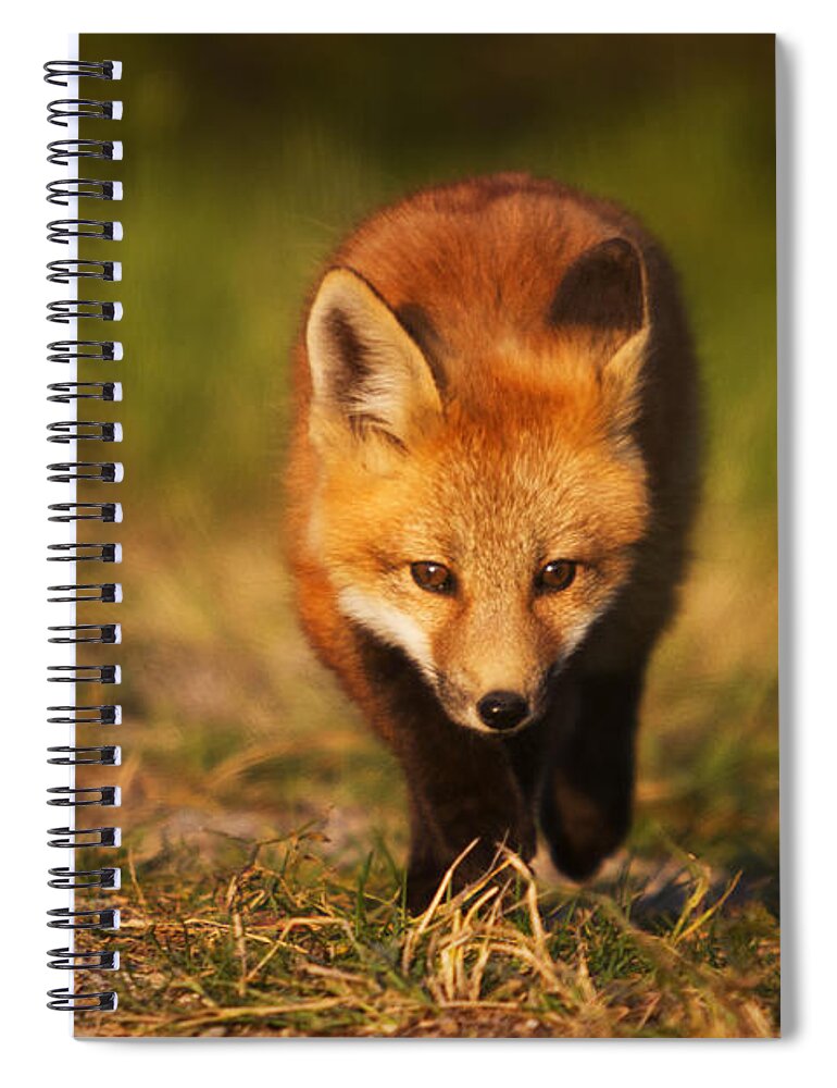 Waterton Lakes National Park Spiral Notebook featuring the photograph Kit on the Prowl by Mark Kiver
