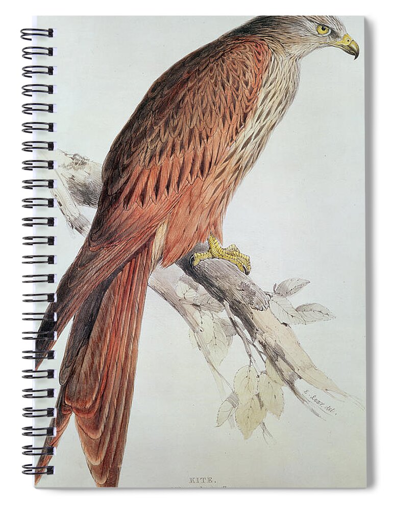 Birds Spiral Notebook featuring the painting Kite by Edward Lear
