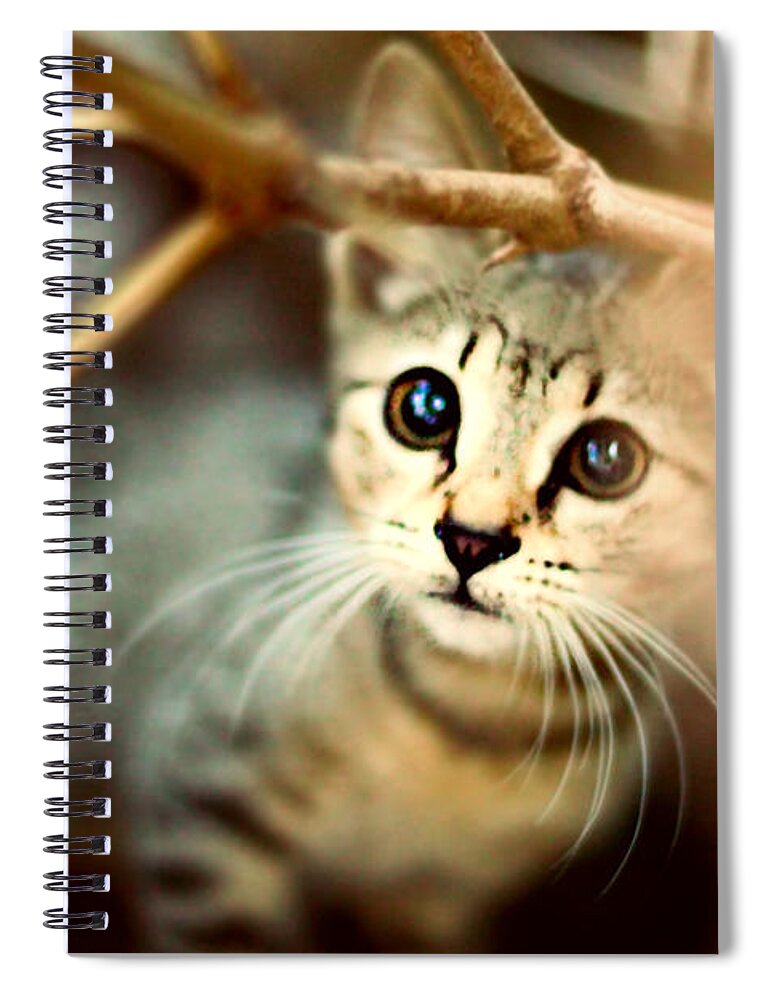 Kitten Spiral Notebook featuring the photograph Kitten by Jasna Buncic