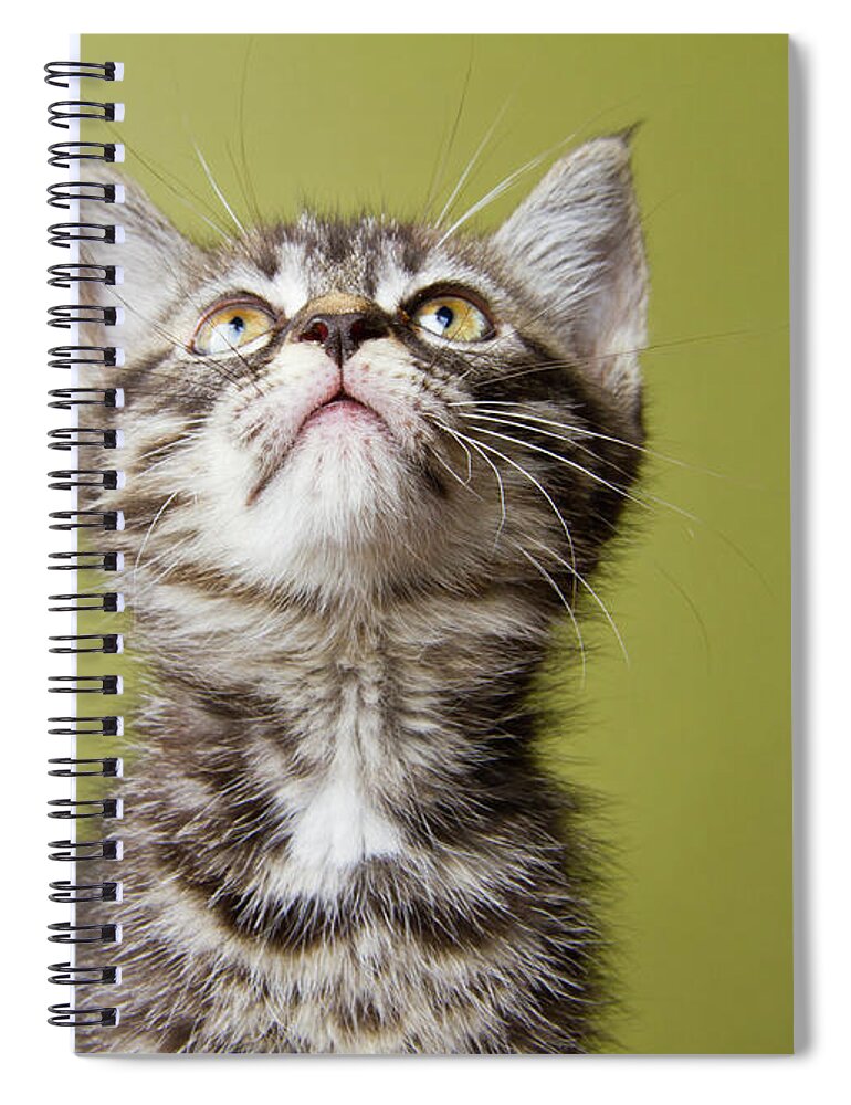 Pets Spiral Notebook featuring the photograph Kitten by Square Dog Photography