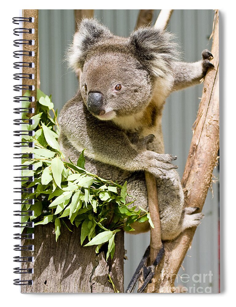 Koala Spiral Notebook featuring the photograph Koala by Steven Ralser