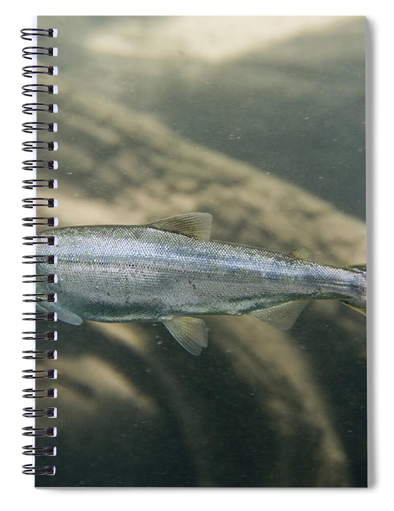 Kokanee Salmon Spiral Notebook featuring the photograph Kokanee Salmon Smolt by William H. Mullins