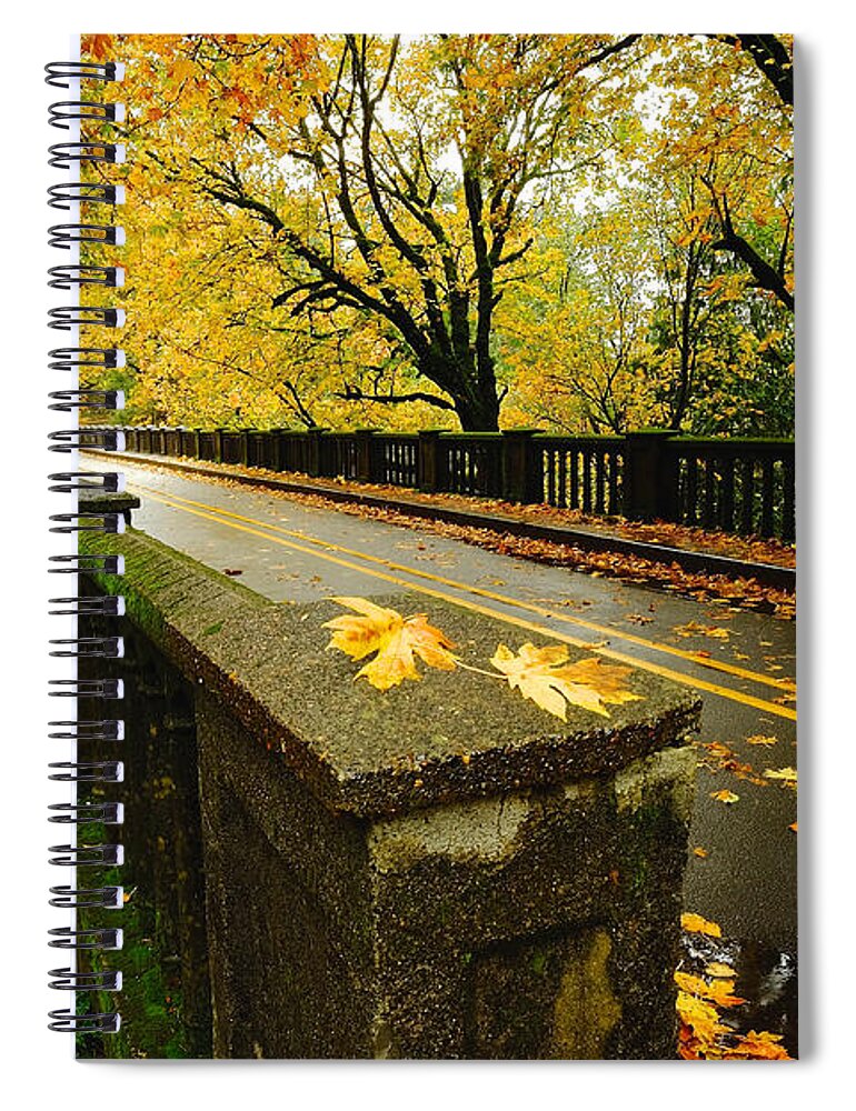 Tree Spiral Notebook featuring the photograph Leaves of Gold by Parrish Todd
