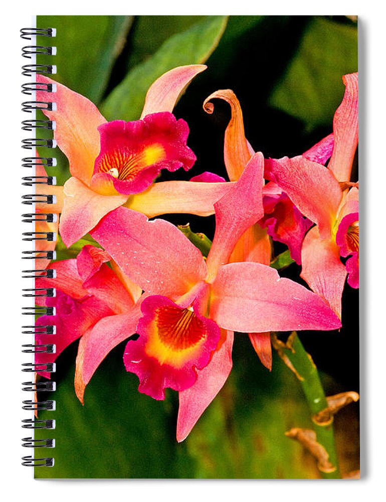 Nature Spiral Notebook featuring the photograph Lacaena Orchid by Millard H. Sharp