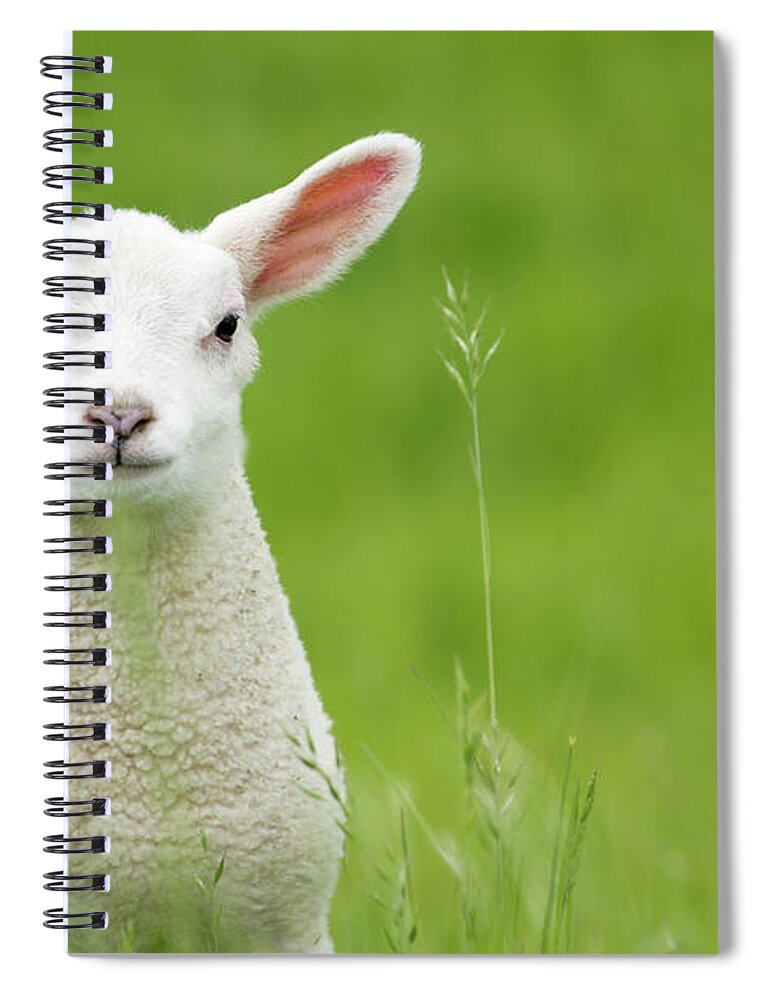 Grass Spiral Notebook featuring the photograph Lamb In A Meadow by Robas