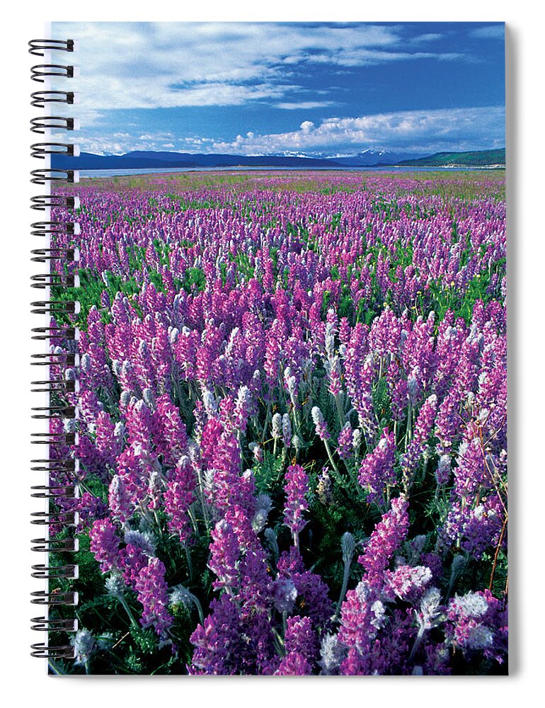 Blooming Spiral Notebook featuring the photograph Lamberts Locoweed by James Steinberg