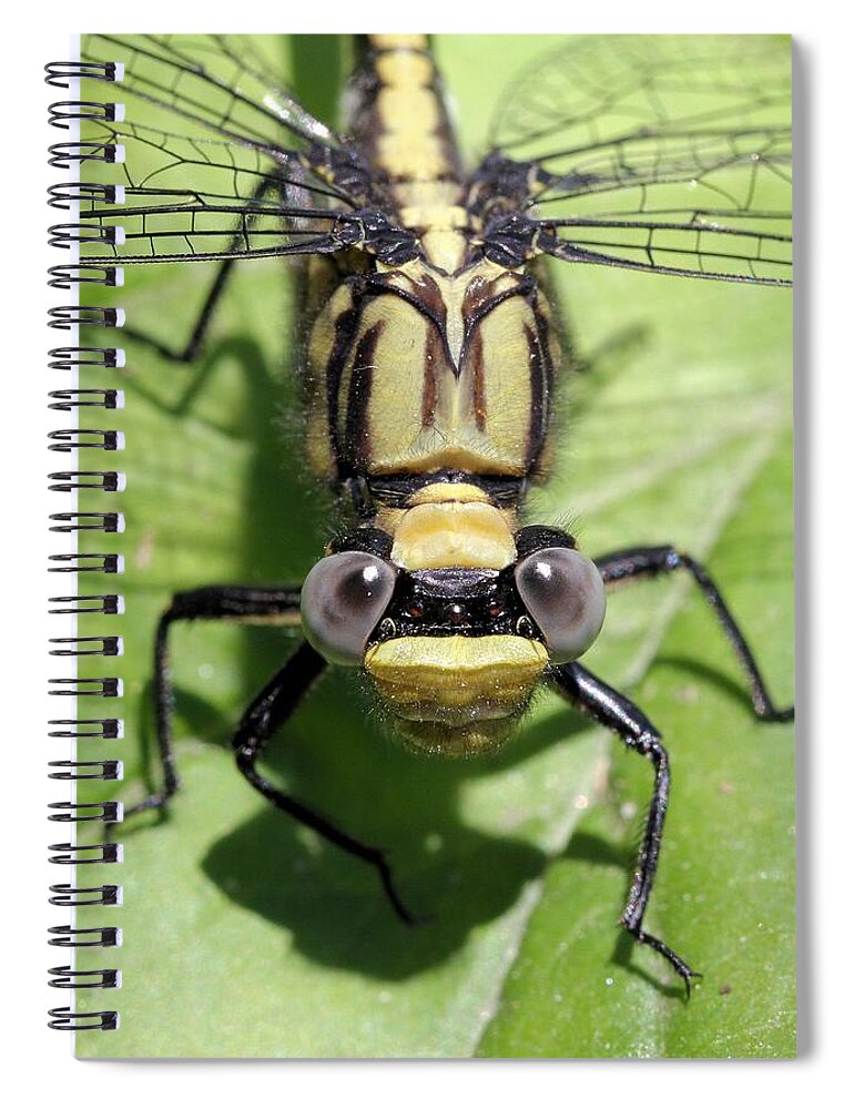 Lancet Clubtail Spiral Notebook featuring the photograph Lancet Clubtail Dragonfly up close by Doris Potter