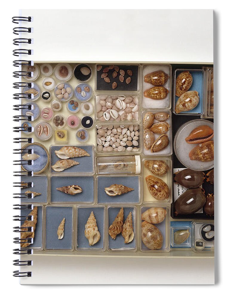 Abundance Spiral Notebook featuring the photograph Large Collection Of Shells In Drawer by Matthew Ward / Dorling Kindersley