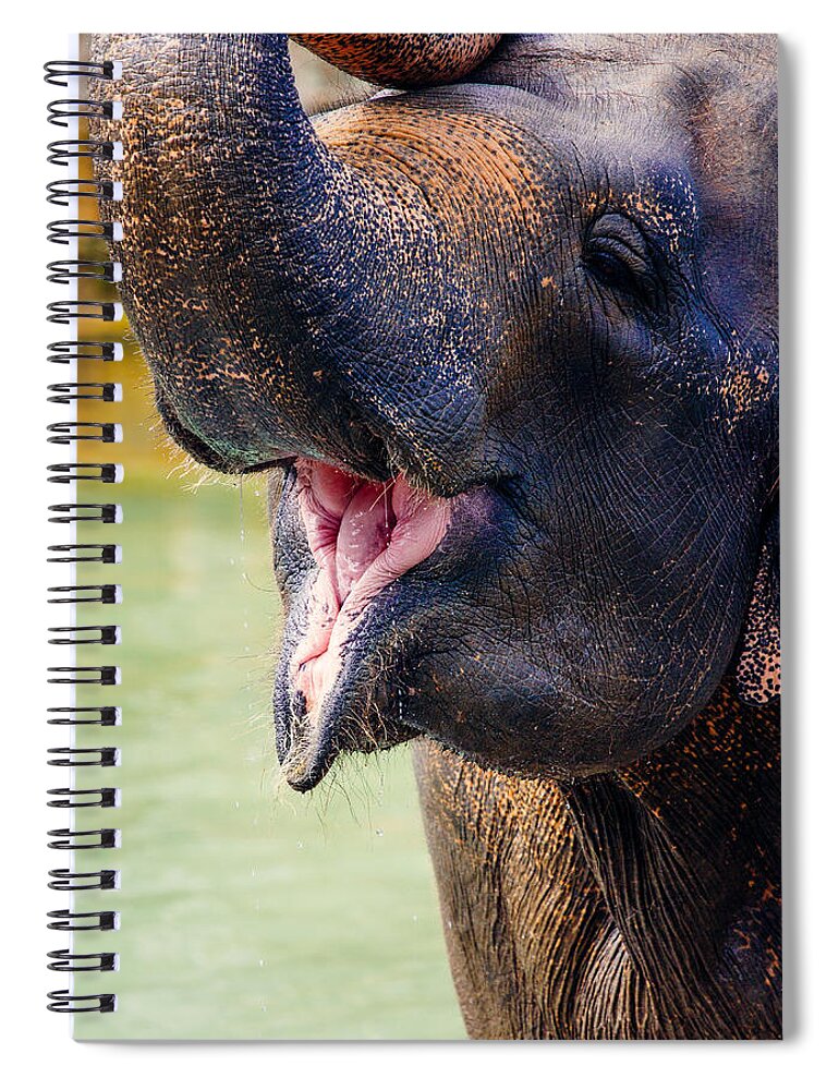 Smiling Elephant Spiral Notebook featuring the photograph Laughing Elephant by Pati Photography