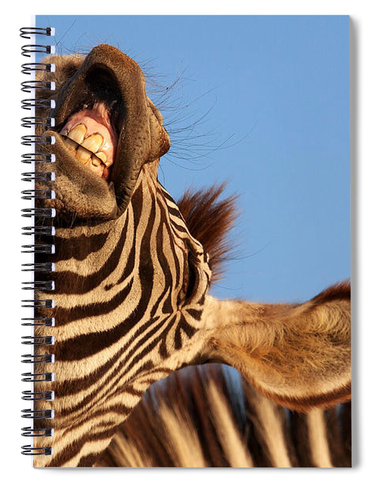 Portrait Spiral Notebook featuring the photograph Laughing zebra by Nick Biemans