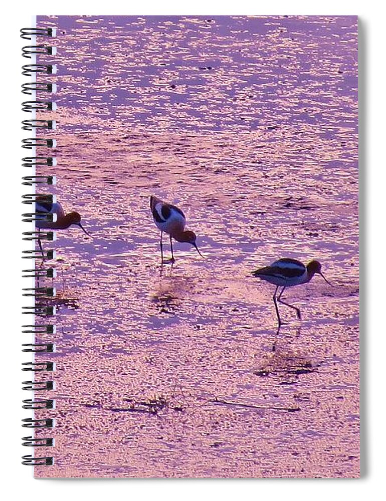 American Avocet Spiral Notebook featuring the photograph Avocets in Lavender Light by Michele Penner