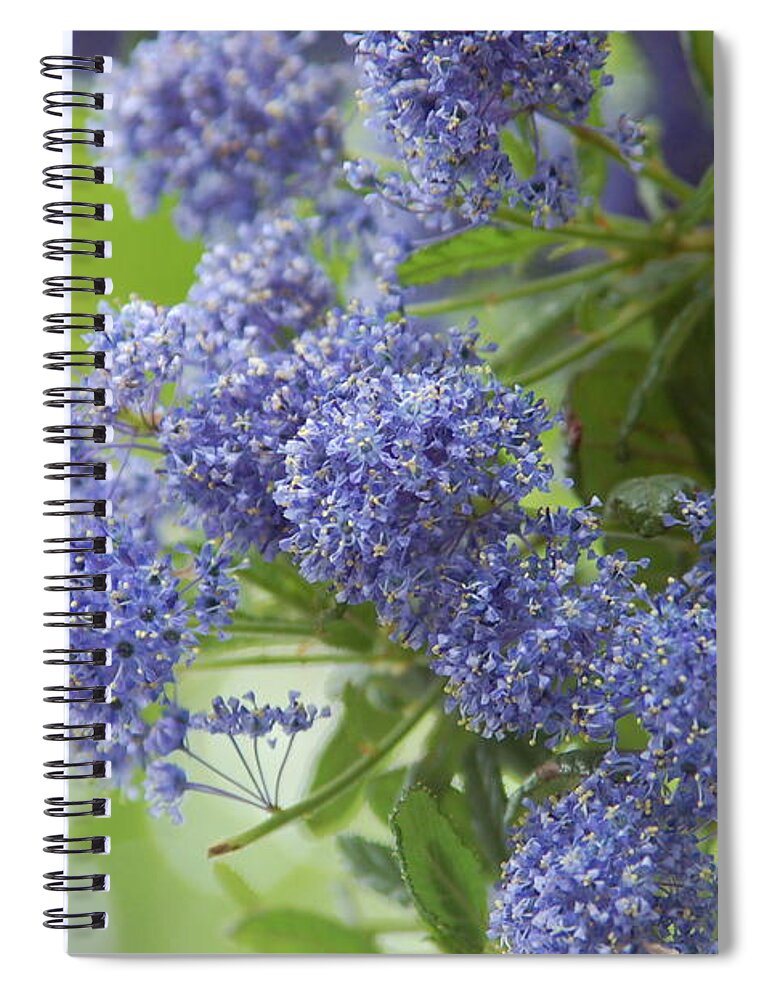 Lavender Spiral Notebook featuring the photograph Lavender PomPoms by Kathy McCabe