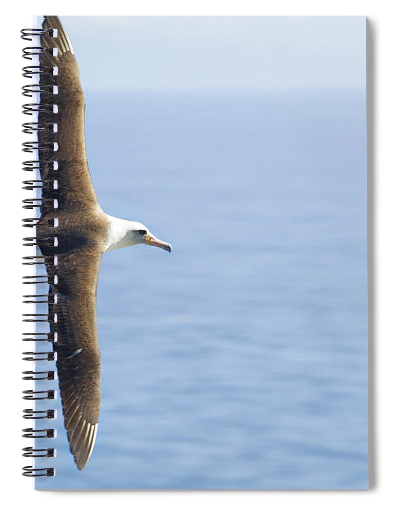 Laysan Albatross Spiral Notebook featuring the photograph Laysan Albatross No 1 - Kilauea - Kauai - Hawaii by Belinda Greb