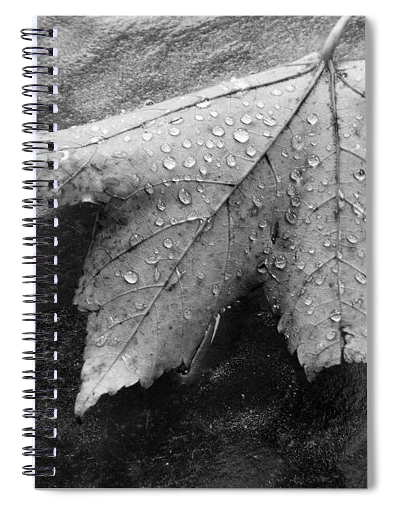 Nature Spiral Notebook featuring the photograph Leaf on Glass by John Schneider