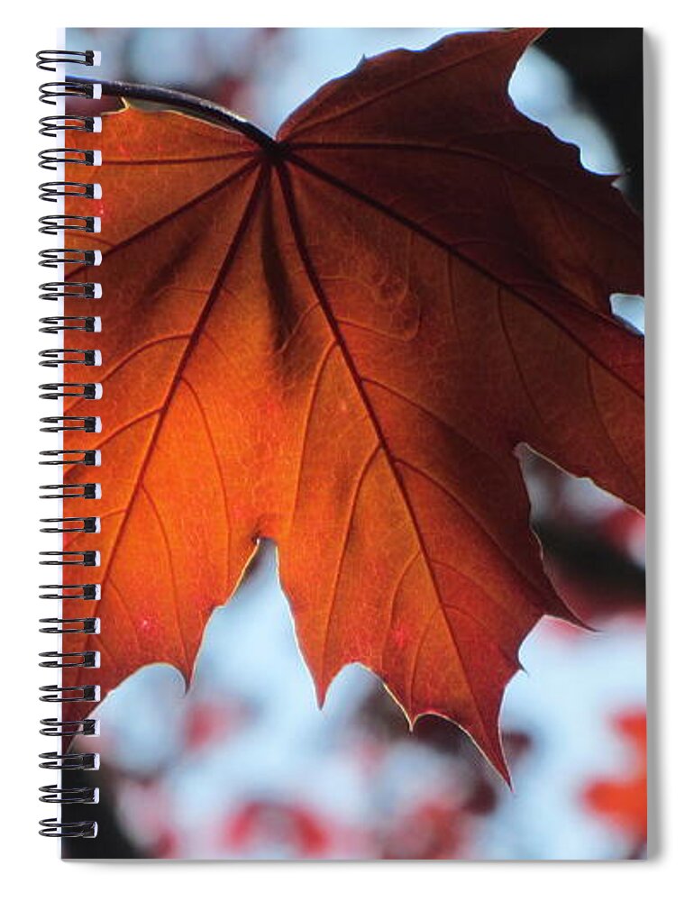 Leaf Spiral Notebook featuring the photograph Leaves Backlit 2 by Anita Burgermeister