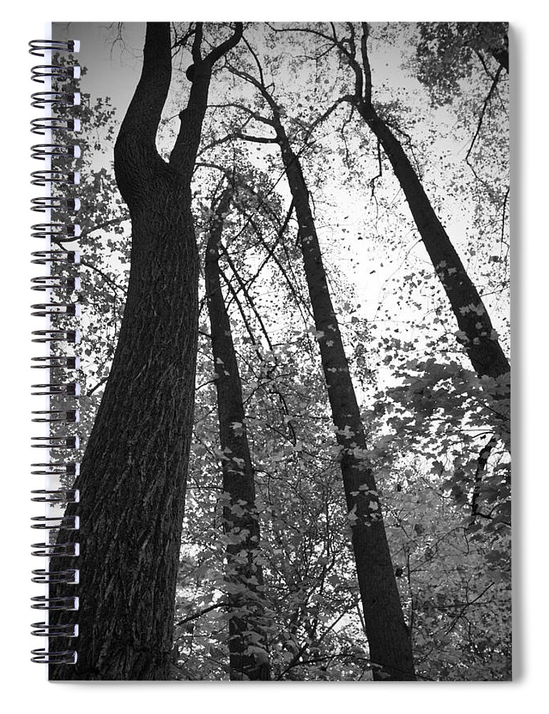 Fall Trees Spiral Notebook featuring the photograph Leaves Lost BW by Photographic Arts And Design Studio