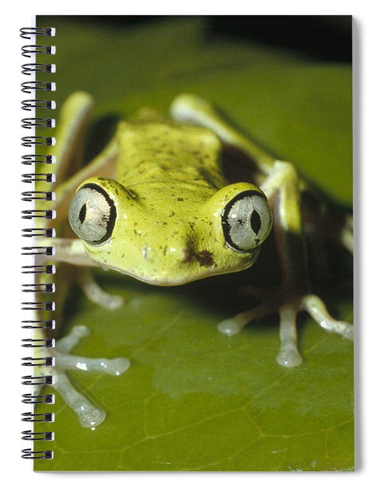 Feb0514 Spiral Notebook featuring the photograph Lemur Frog Monteverde Costa Rica by Konrad Wothe