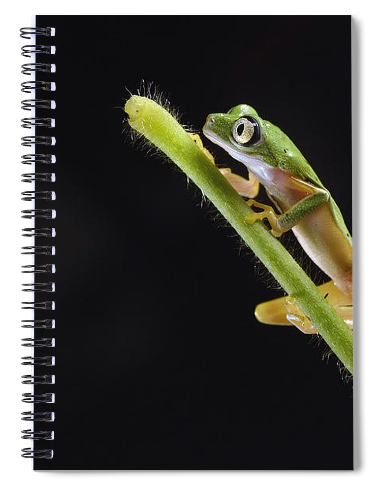 Nis Spiral Notebook featuring the photograph Lemur Leaf Frog by Marianne Brouwer