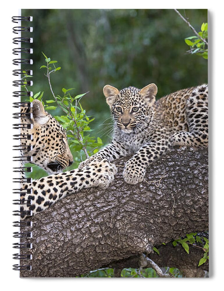 Nis Spiral Notebook featuring the photograph Leopard And Cub Masai Mara Kenya by Andrew Schoeman
