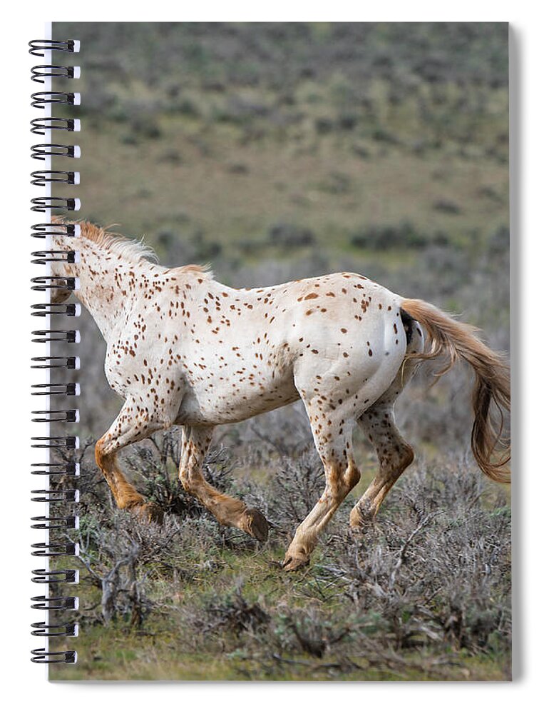 Horse Spiral Notebook featuring the photograph Leopard Appaloosa Horse by Michael Lustbader