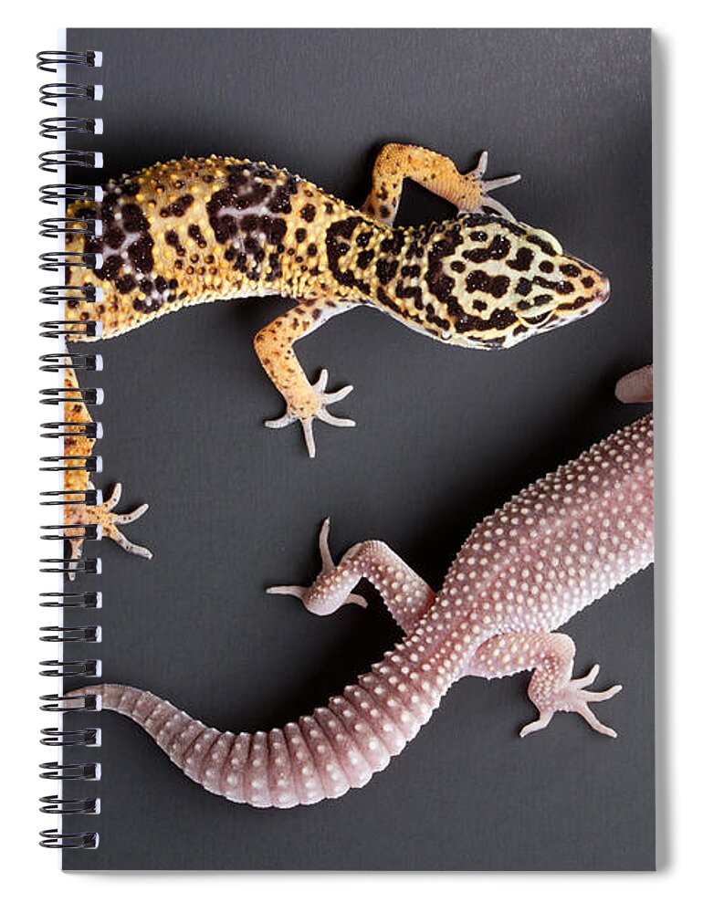 Common Leopard Gecko Spiral Notebook featuring the photograph Leopard Gecko E. Macularius Collection by David Kenny