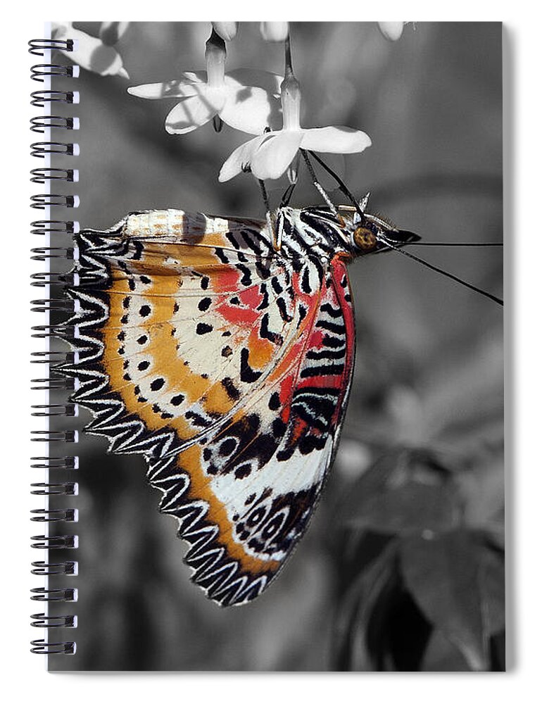 Scenic Spiral Notebook featuring the photograph Leopard Lacewing Butterfly DTHU619BW by Gerry Gantt