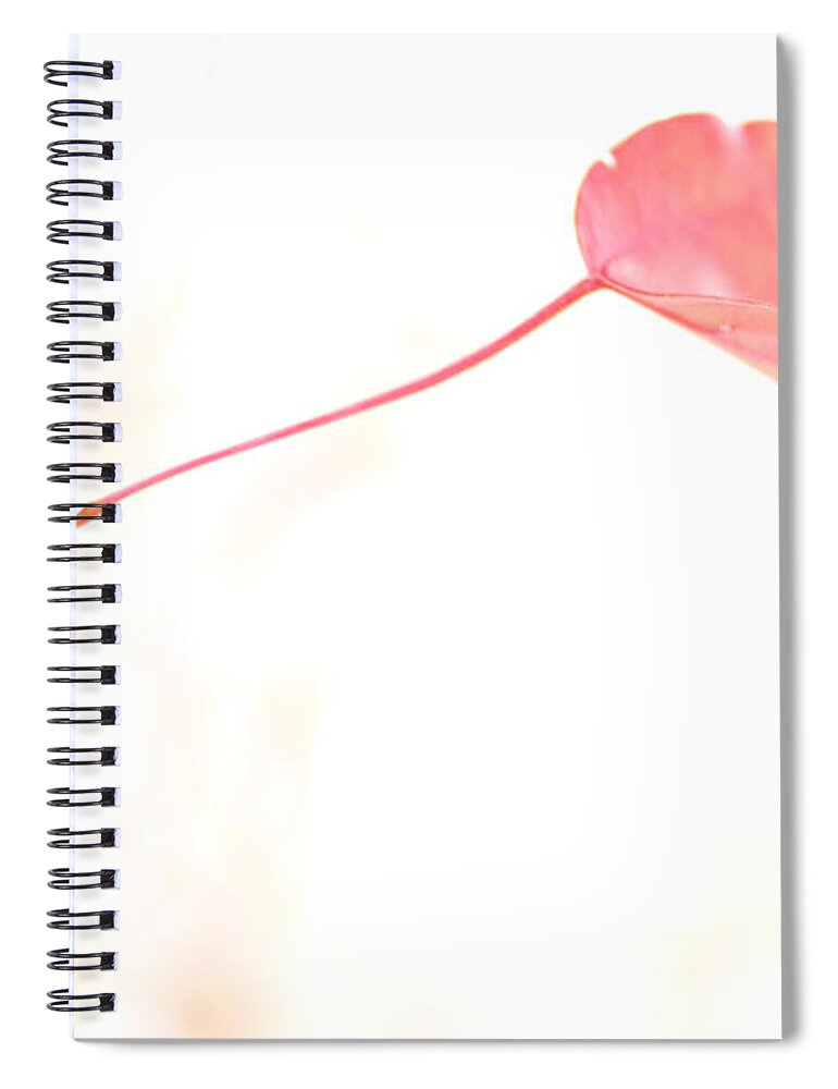 Autumn Spiral Notebook featuring the photograph Letting Go by Jason Politte