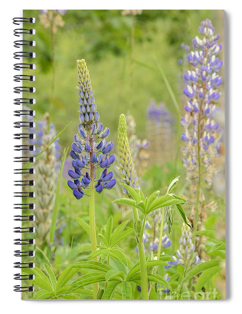 Lupine Spiral Notebook featuring the photograph Life Of A Lupine by Tamara Becker