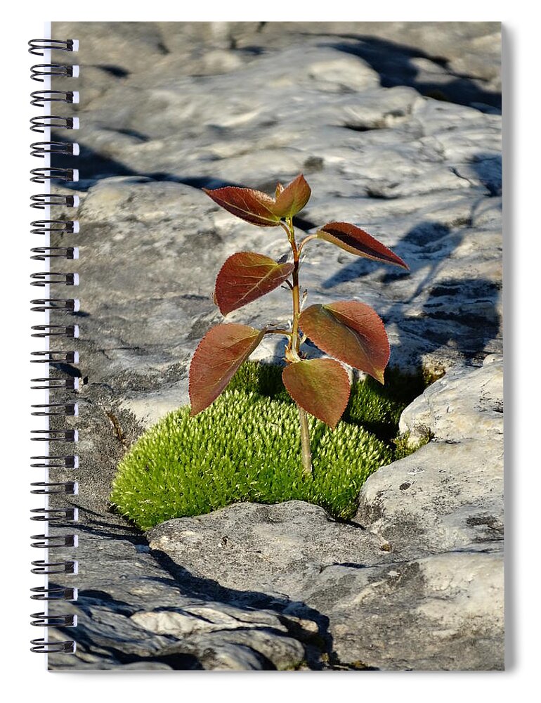 Growth Spiral Notebook featuring the photograph Life on a Rock by David T Wilkinson