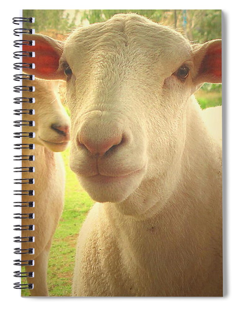 Lamb Spiral Notebook featuring the photograph Light And Peace by Joyce Dickens