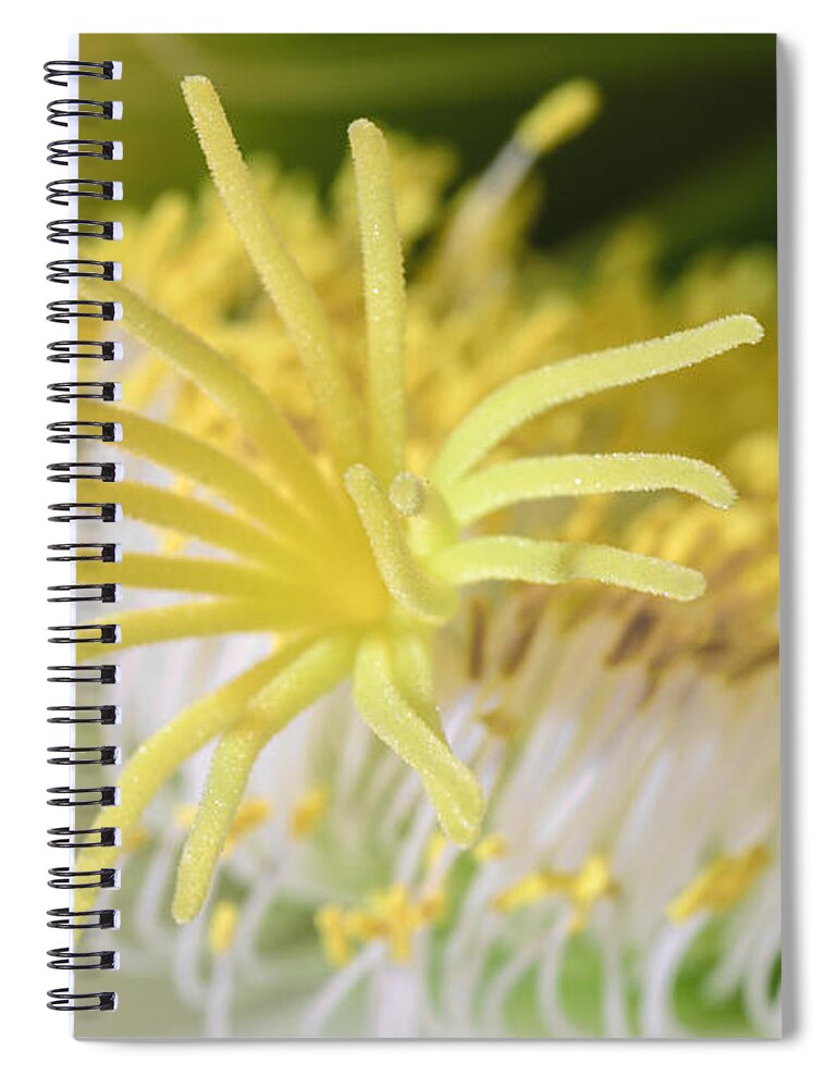 Cactus Spiral Notebook featuring the photograph Like a Spider by Tamara Becker