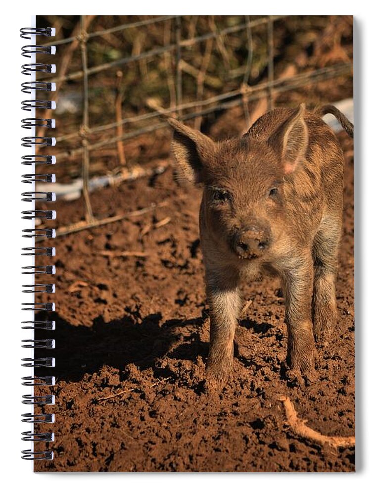 Animals Spiral Notebook featuring the photograph Lil' Weiner by Robert McCubbin