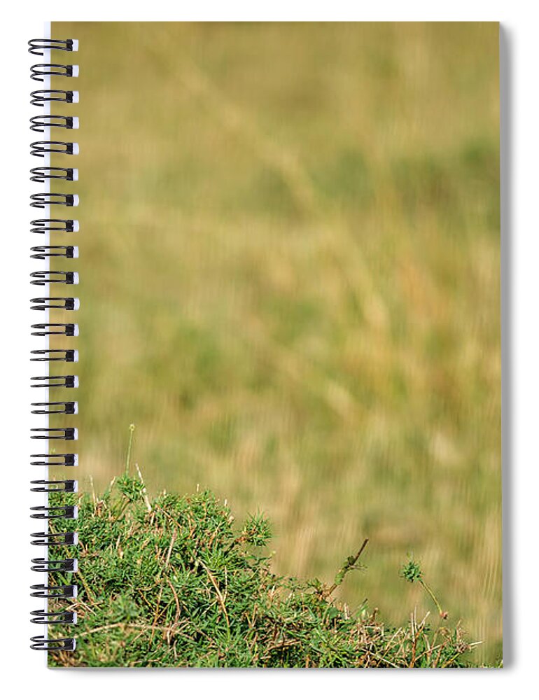 Africa Spiral Notebook featuring the photograph Lilac-breasted Roller, Maasai Mara by James Steinberg