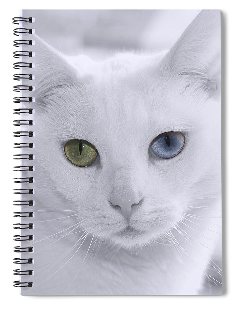 Feline Spiral Notebook featuring the photograph Lillie by Denise Beverly