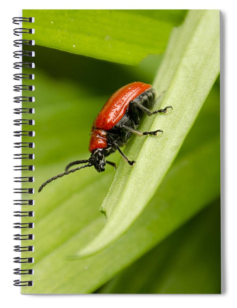 Lily Beetle Spiral Notebook featuring the photograph Lily Beetle by Spikey Mouse Photography